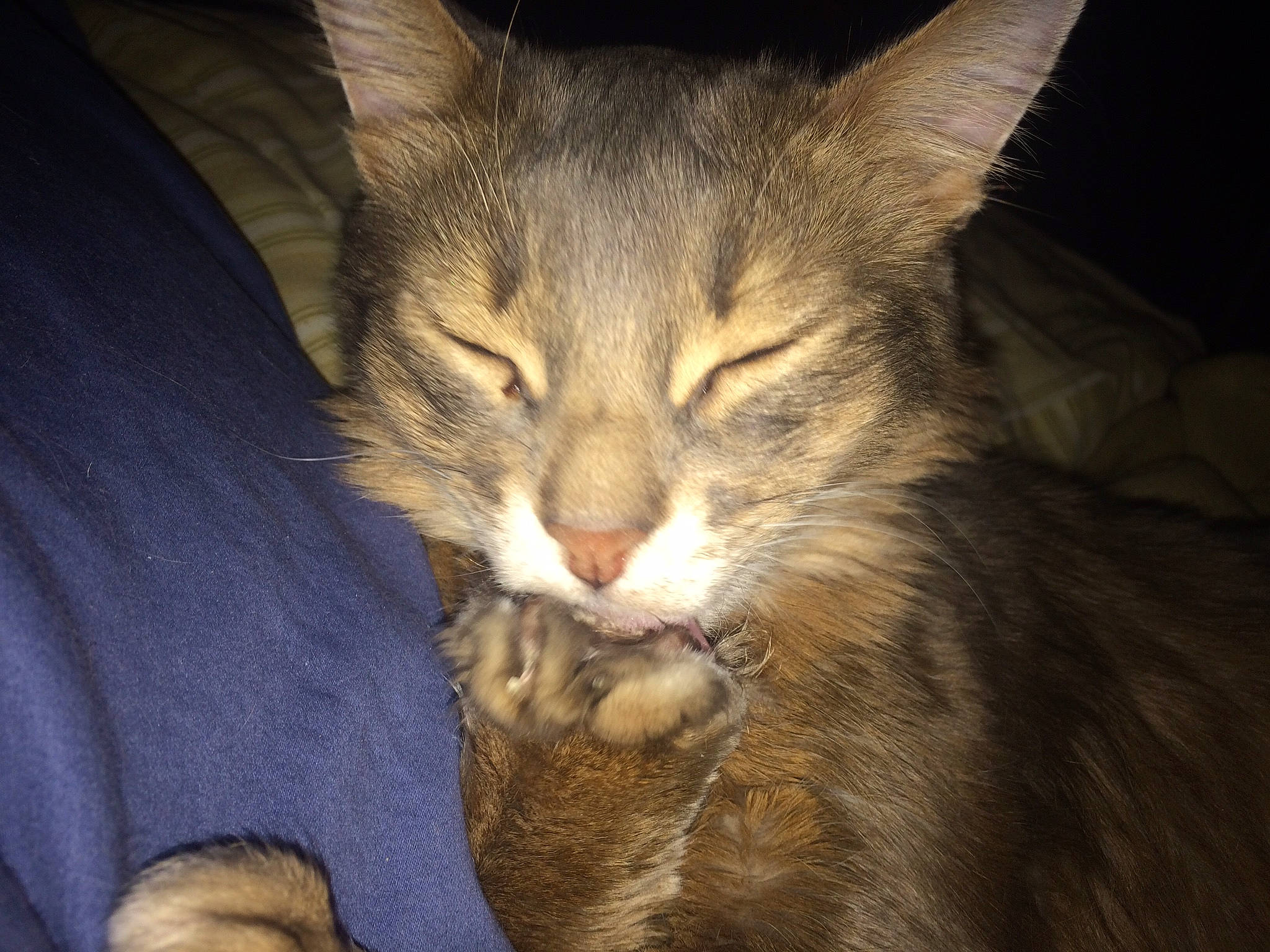 Stroofy joined the competition — help win amazing prizes! aegean_cat, asian, carnivore, cat, domestic_long_haired_cat, domestic_short_haired_cat, dragon_li, european_shorthair, felidae, fur, kitten, mammal, oriental_longhair, small_to_medium_sized_cats, snout, tabby_cat, whiskers