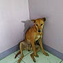 dog, brown_dog, sitting, corner, wall, shadow, tile_floor, indoor, pet, canine, looking, ears, tail, quiet, expression, animal, fur, domestic_animal, floor, resting