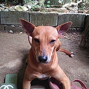 Brandees joined the competition — help win amazing prizes! dog, brown_dog, animal, pet, slippers, footwear, green_slippers, pink_sandal, dirt_ground, outdoor, plants, stone_wall, ears, face, paws, tail, resting, calm, nature, daylight