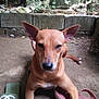 dog, brown_dog, animal, pet, slippers, footwear, green_slippers, pink_sandal, dirt_ground, outdoor, plants, stone_wall, ears, face, paws, tail, resting, calm, nature, daylight