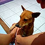 Brandees is registered to the contest to win money with this photo: dog, paw, foot, legs, tile_floor, indoor, brown_dog, pet, animal, human, interaction, curious, closeup, flooring, domestic, companion, affection, toes, skin, canine