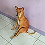 Brandees is registered to the contest to win money with this photo: dog, tan_dog, sitting, floor, tile_floor, indoor, wall, purple_wall, pet, animal, looking, ears_up, tail, quiet, house, room, domestic, companion, cute, alert