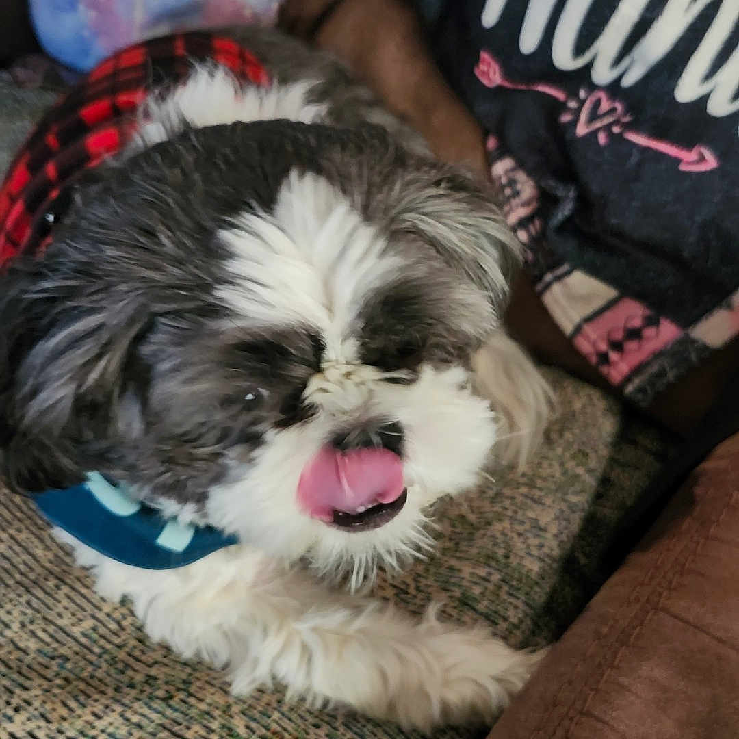 Oreo joined the competition — help win amazing prizes! animal, black_and_white, blanket, couch, cozy, cute, dog, fur, furry, home, indoor, pet, plaid, relaxed, resting, sitting, small_dog, textile, tongue, tongue_out