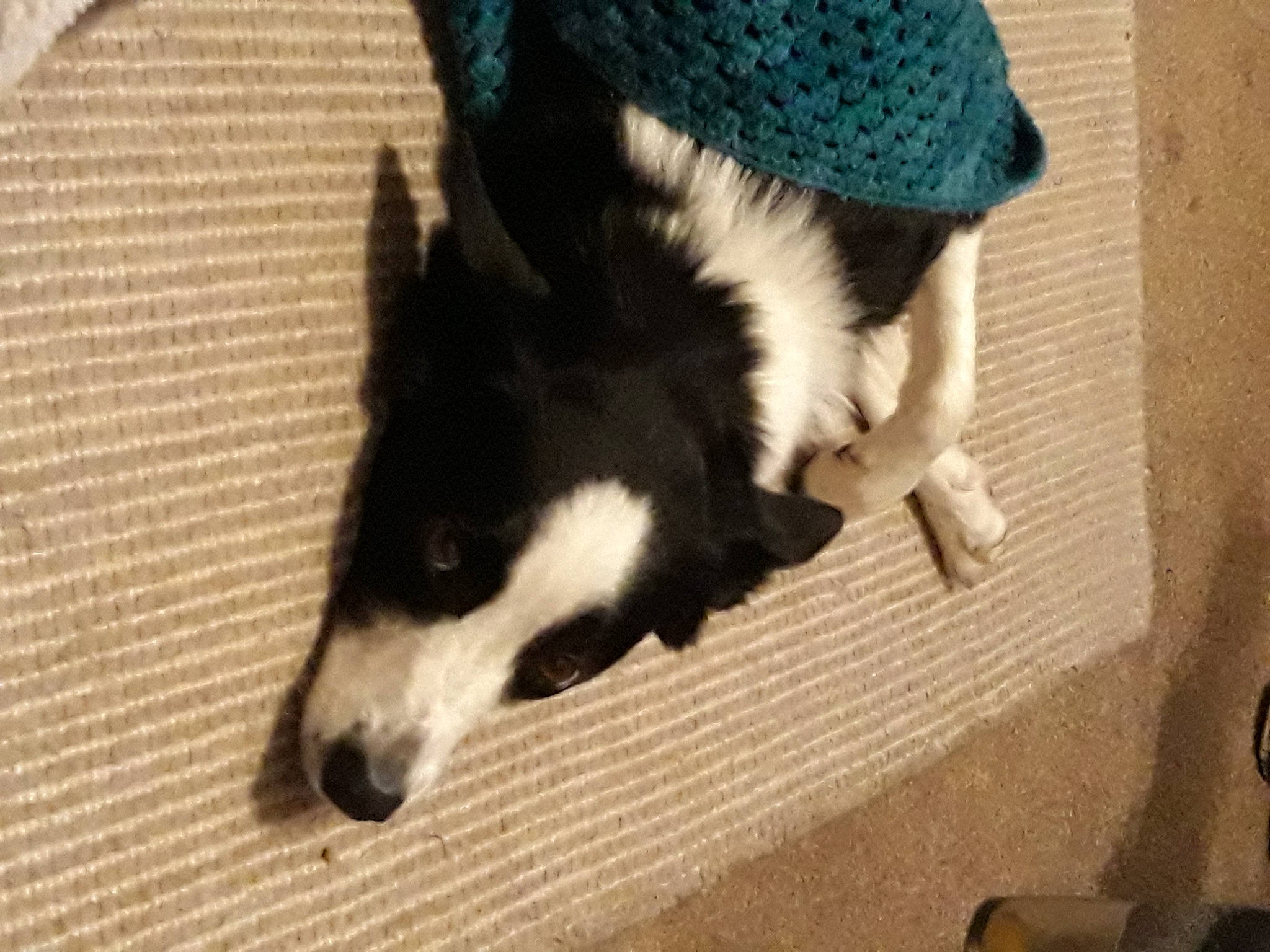 Jessie joined the competition — help win amazing prizes! canidae, canis, cap, carnivore, companion_dog, dog, dog_breed, dog_supply, flooring, fur, herding_dog, pet_supply, sled_dog, snout, sporting_group, tail, terrestrial_animal, whiskers, working_animal, working_dog