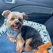 Toby joined the competition — help win amazing prizes! dog, small_dog, dog_bed, car_interior, harness, toy, happy, pet, fur, seat, window, door_handle, fabric, plush_toy, animal, cute, companion, relaxed, indoor, transport