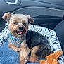 dog, small_dog, dog_bed, car_interior, harness, toy, happy, pet, fur, seat, window, door_handle, fabric, plush_toy, animal, cute, companion, relaxed, indoor, transport