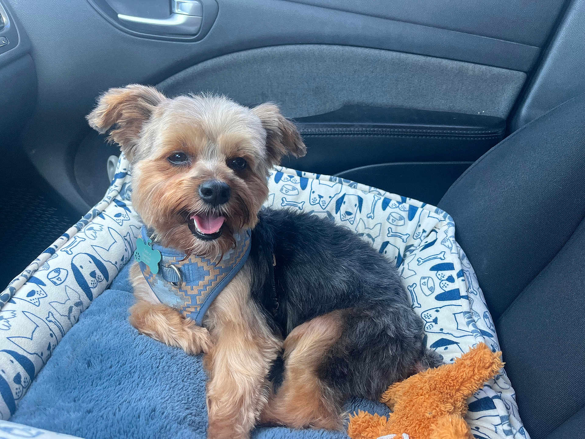 Toby joined the competition — help win amazing prizes! dog, small_dog, dog_bed, car_interior, harness, toy, happy, pet, fur, seat, window, door_handle, fabric, plush_toy, animal, cute, companion, relaxed, indoor, transport