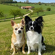 Yous Et Viki a rejoint le concours — aidez-le/la à gagner de superbes lots ! animal, cloud, countryside, cute, dog, grass, greenery, house, nature, outdoor, path, pet, portrait, rural, sitting, sky, small_dog, sunny, tree, two_animals