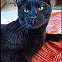 black_cat, cat, pet, indoor, green_eyes, whiskers, relaxed, blanket, patterned_fabric, fur, close_up, feline, domestic_cat, resting, cozy, home_interior, fireplace, curious, animal, cute