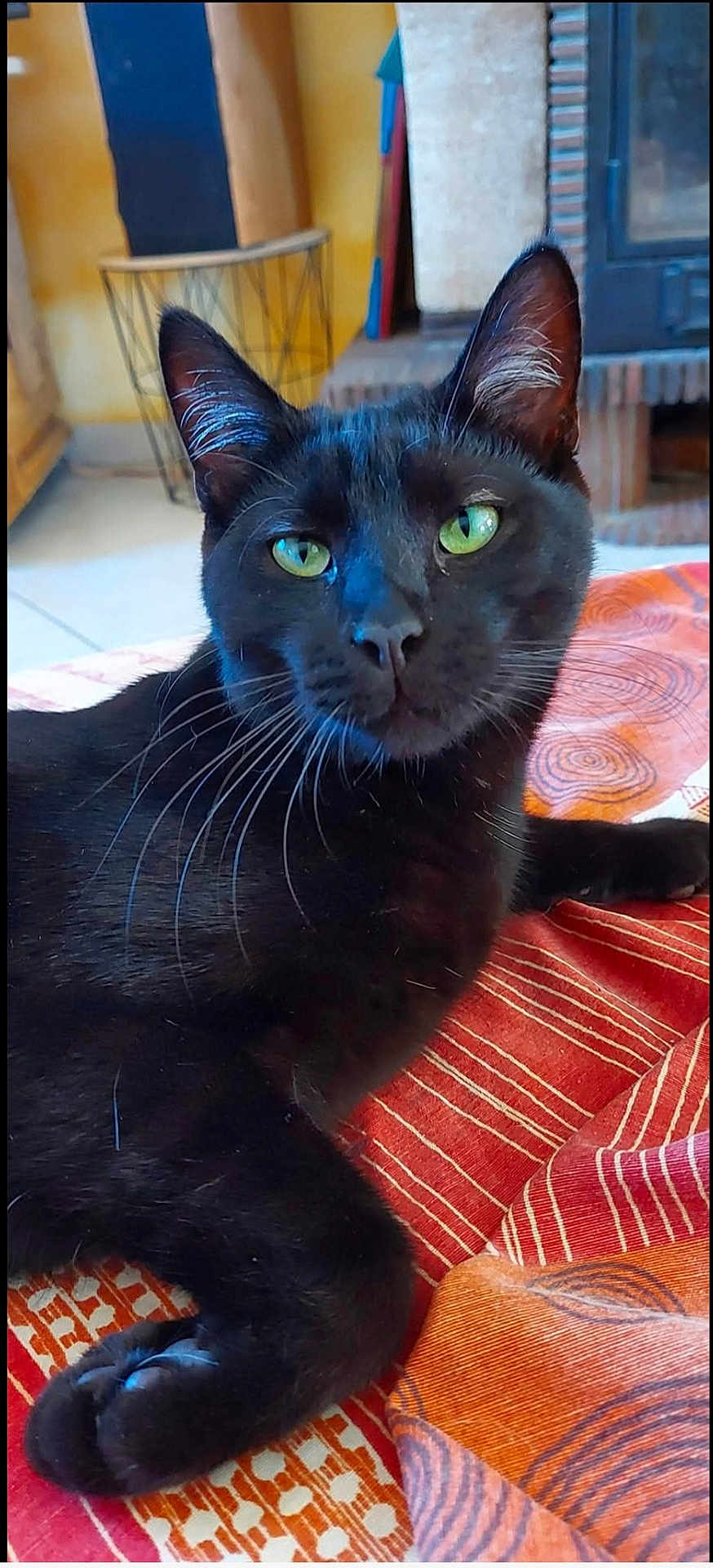 Ziggy
