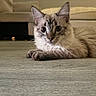 Brick is registered to the contest to win money with this photo: cat, kitten, fluffy, long_hair, blue_eyes, pointed_ears, whiskers, lying_down, indoors, living_room, sofa, floor, wood_floor, pet, animal, portrait, close_up, alert, cozy, furniture