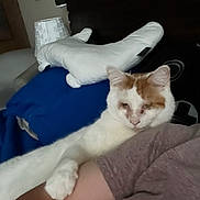 Melvin joined the competition — help win amazing prizes! animal, arm, blanket, cat, comfort, companionship, cozy, cute, furniture, home, indoor, orange_cat, person, pet, pillow, relaxing, resting, sleepy, soft, white_cat