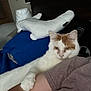 animal, arm, blanket, cat, comfort, companionship, cozy, cute, furniture, home, indoor, orange_cat, person, pet, pillow, relaxing, resting, sleepy, soft, white_cat