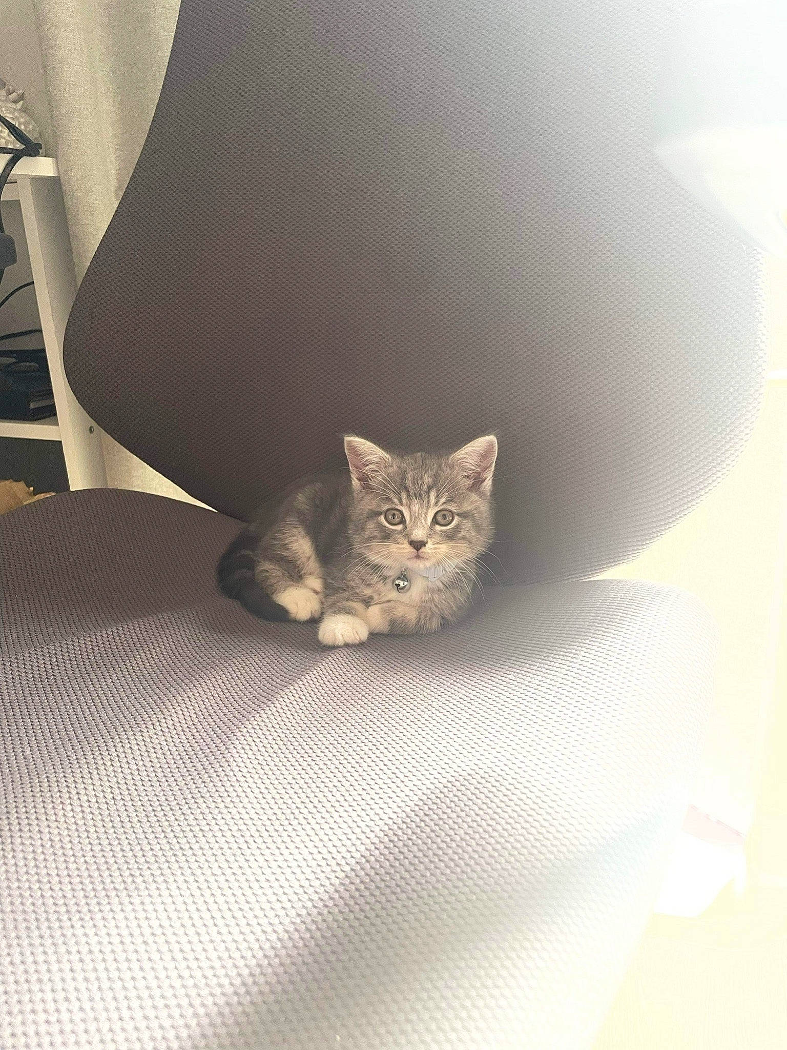 Astro is registered to the contest to win money with this photo: carnivore, cat, cat_supply, chair, club_chair, comfort, couch, domestic_short_haired_cat, felidae, floor, flooring, fur, grey, hardwood, linens, room, small_to_medium_sized_cats, tail, whiskers, wood