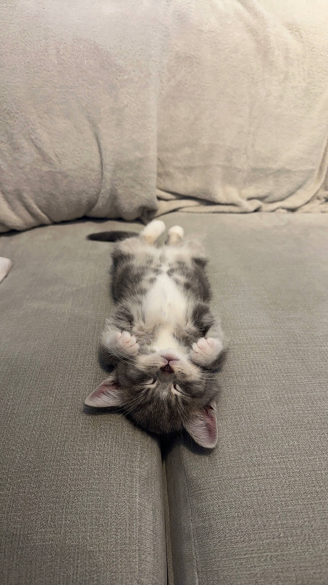 Astro joined the competition — help win amazing prizes! canidae, carnivore, cat, comfort, companion_dog, couch, dog_breed, domestic_short_haired_cat, felidae, flooring, fur, grey, hardwood, human_leg, monochrome_photography, paw, sitting, small_to_medium_sized_cats, tail, whiskers