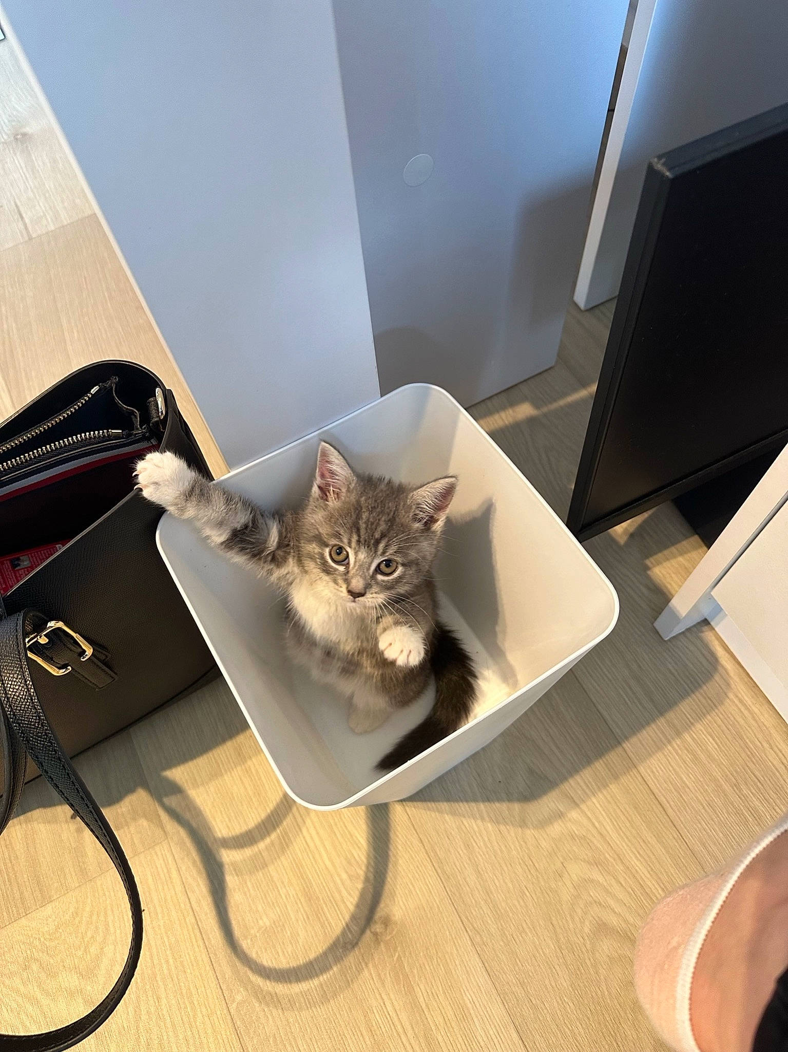 Astro is registered to the contest to win money with this photo: audio_equipment, bag, cable, cardboard, carnivore, cat, comfort, domestic_short_haired_cat, electronic_device, felidae, flooring, fur, hardwood, luggage_and_bags, metal, room, small_to_medium_sized_cats, tail, whiskers, wood