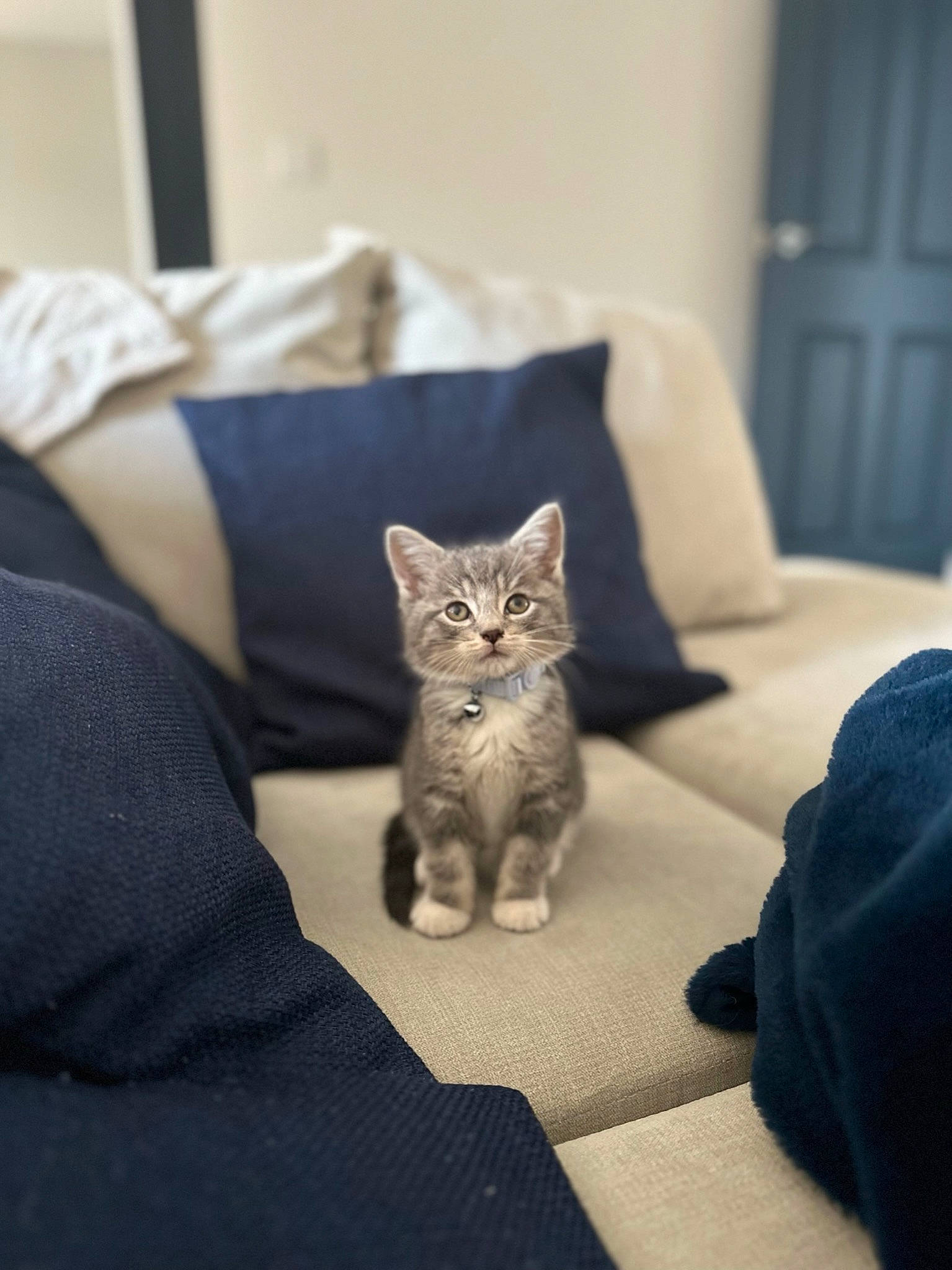 Astro is registered to the contest to win money with this photo: canidae, carnivore, cat, comfort, couch, domestic_short_haired_cat, fawn, felidae, flooring, fur, grey, linens, paw, room, small_to_medium_sized_cats, snout, tail, textile, whiskers, wood