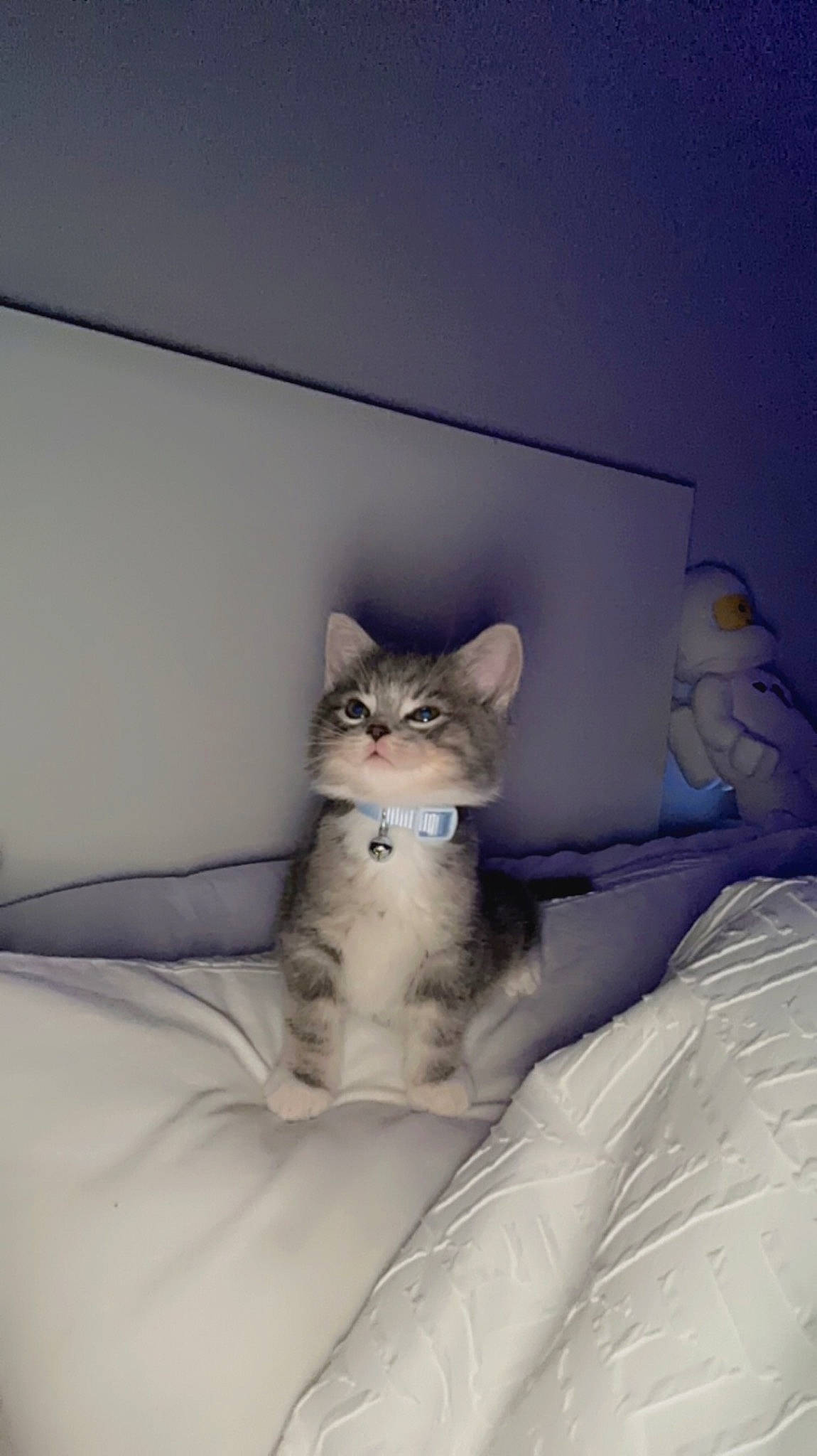 Astro joined the competition — help win amazing prizes! bed, bedding, carnivore, cat, comfort, domestic_short_haired_cat, fawn, felidae, fur, grey, linens, paw, room, sitting, small_to_medium_sized_cats, tail, throw_pillow, whiskers, window, wood