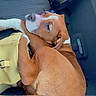 animal, brown_dog, canine, car_seat, companion, curled_up, cute, dog, fur, heart_filter, indoor, pet, quilted_cushion, relaxed, resting, seat, sleepy, transportation, travel, yellow_bag