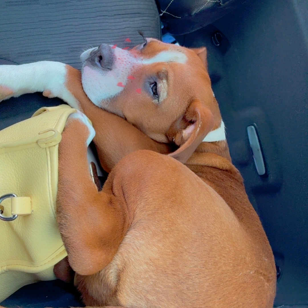 Kilo joined the competition — help win amazing prizes! animal, brown_dog, canine, car_seat, companion, curled_up, cute, dog, fur, heart_filter, indoor, pet, quilted_cushion, relaxed, resting, seat, sleepy, transportation, travel, yellow_bag