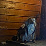 animal, boots, costume, dark, dog, feathers, fence, fur, home, light, muzzle, night, outdoor, pet, porch, quiet, shadow, sitting, stoic, wooden_wall