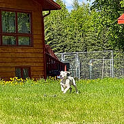 Lowkey is registered to the contest to win money with this photo: blue_sky, canine, clouds, dog, fence, grass, greenery, house, nature, outdoor, pet, playful, running_dog, summer, sunny_day, toy, trees, white_dog, wooden_house, yard
