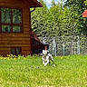 blue_sky, canine, clouds, dog, fence, grass, greenery, house, nature, outdoor, pet, playful, running_dog, summer, sunny_day, toy, trees, white_dog, wooden_house, yard
