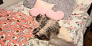 Dexter is registered to the contest to win money with this photo: cat, grey_cat, bed, pillow, heart_pillow, blanket, throw_blanket, floral_bedding, wooden_headboard, plush, furry, sleeping, indoor, pet, tail, hardwood_floor, barrel, cozy, decor, quilt