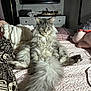 Dexter is registered to the contest to win money with this photo: cat, long_haired_cat, maine_coon, pet, bedroom, bed, blanket, quilt, tail, fluffy, fur, paws, whiskers, relaxed, laid_back, plush_toy, television, dresser, lamp, indoor