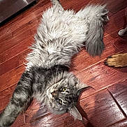 Dexter is registered to the contest to win money with this photo: cat, feline, pet, indoor, hardwood_floor, long_haired, fluffy, lying_down, paws, tail, whiskers, yellow_eyes, looking_up, relaxed, home, kitchen_appliance, wooden_floor, playful, close_up, portrait