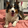 animal, bed, canine, cozy, cute, dog, domestic, fur, furniture, happy, indoor, lying_down, pet, pink_bedspread, relaxed, room, smiling, tongue_out, tricolor, window