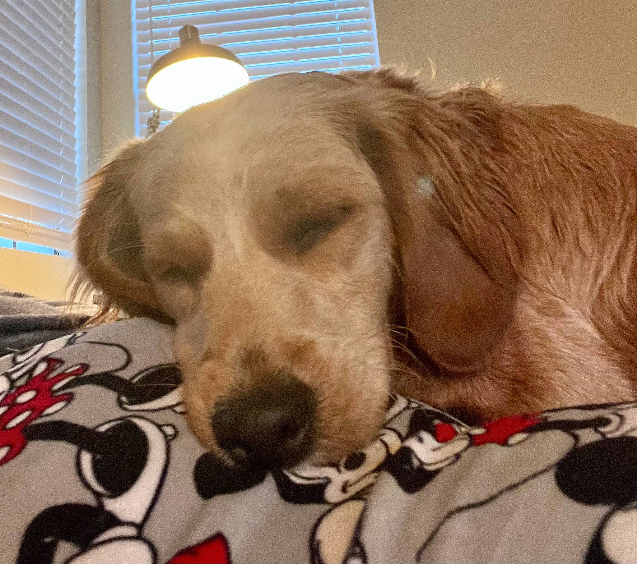 Millie is registered to the contest to win money with this photo: canidae, carnivore, collar, comfort, companion_dog, dog, dog_breed, dog_collar, dog_supply, fawn, gun_dog, liver, pet_supply, retriever, snout, sporting_group, whiskers, window, window_blind, working_animal