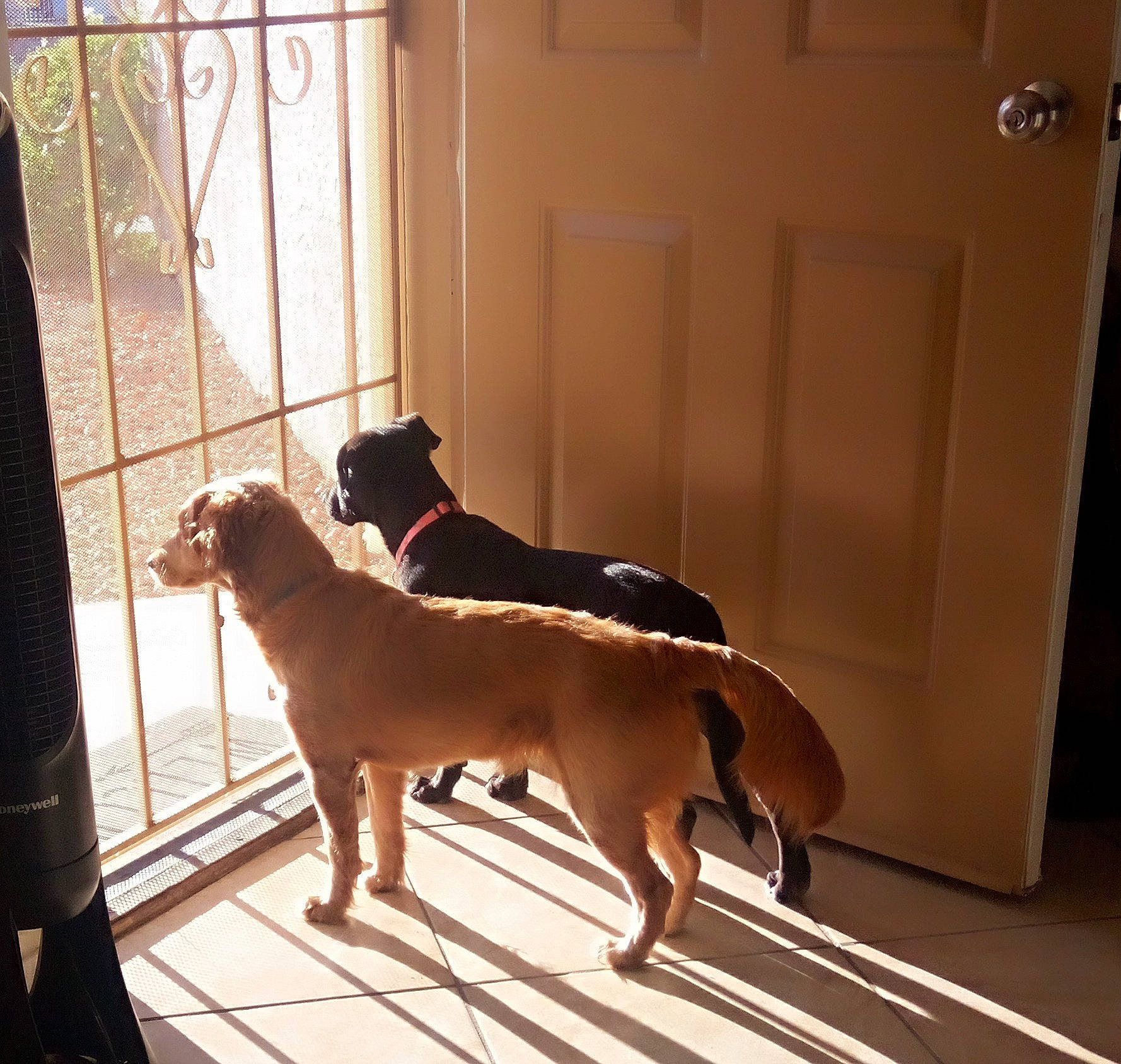 Millie is registered to the contest to win money with this photo: canidae, carnivore, companion_dog, dog, dog_breed, door, fawn, fixture, floor, flooring, hardwood, house, line, pet_supply, shade, snout, tail, tints_and_shades, wood, working_animal