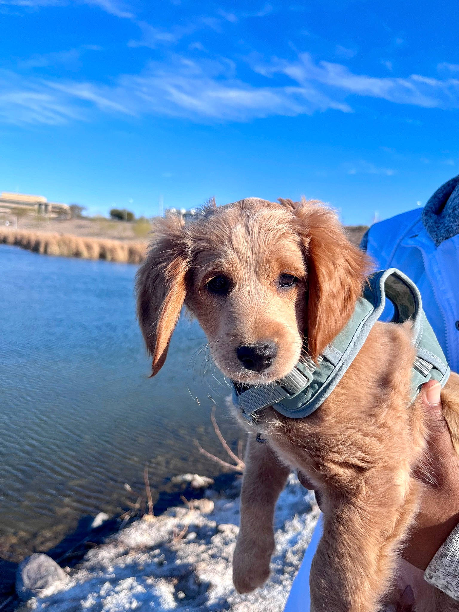Millie is registered to the contest to win money with this photo: blue, canidae, carnivore, cloud, collar, companion_dog, dog, dog_breed, fawn, happy, lake, landscape, natural_landscape, ocean, recreation, sky, sporting_group, water, winter, working_animal