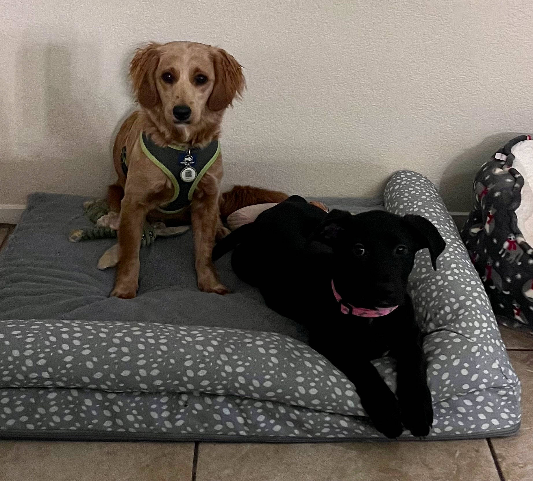 Millie is registered to the contest to win money with this photo: carnivore, collar, comfort, companion_dog, dog, dog_breed, dog_collar, dog_supply, fawn, flooring, grey, gun_dog, leash, liver, pet_supply, retriever, snout, sporting_group, tail, working_animal