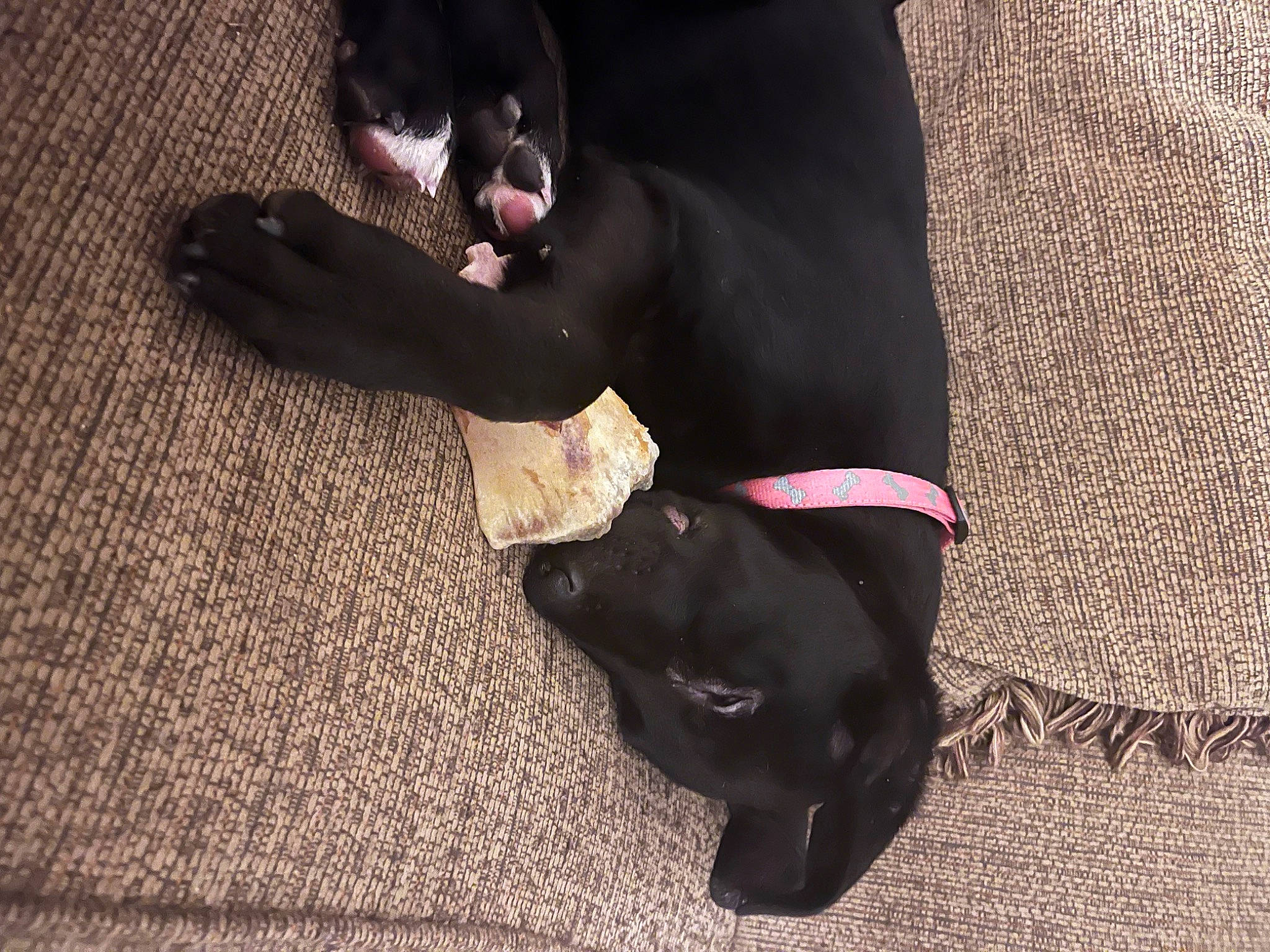 Eleanor joined the competition — help win amazing prizes! borador, canidae, carnivore, collar, comfort, companion_dog, dog, dog_breed, dog_collar, flooring, fur, gesture, liver, magenta, non_sporting_group, snout, sporting_group, tints_and_shades, watch, working_animal