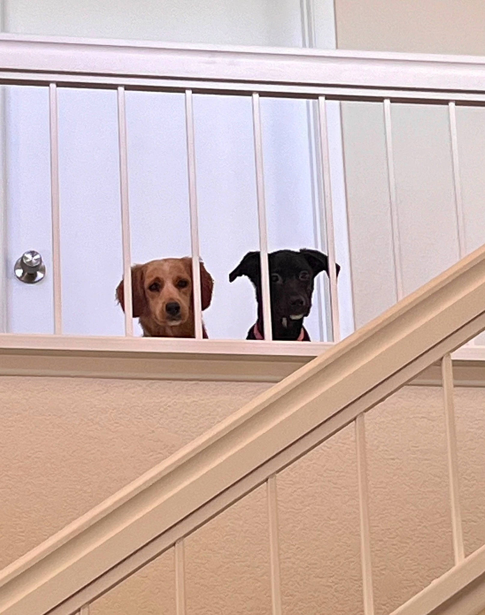 Eleanor is registered to the contest to win money with this photo: ball, carnivore, companion_dog, dog, dog_breed, door, fawn, floor, flooring, hardwood, mammal, pet_supply, rectangle, snout, sporting_group, stairs, vertebrate, window, wood, working_animal