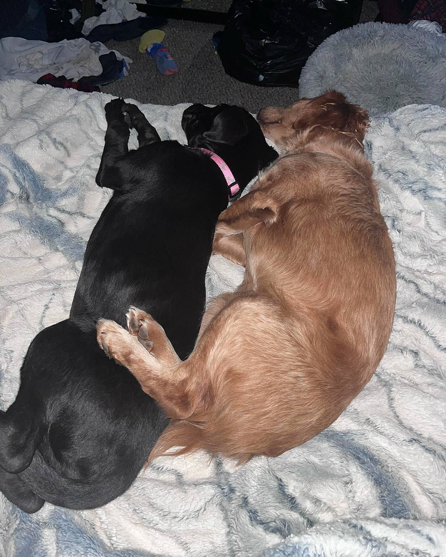 Eleanor is registered to the contest to win money with this photo: brown, canidae, carnivore, collar, comfort, companion_dog, dog, dog_breed, dog_supply, fawn, fur, guard_dog, liver, nap, pet_supply, sleep, snout, sporting_group, tail, working_animal