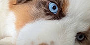 Divo a rejoint le concours — aidez-le/la à gagner de superbes lots ! dog, close_up, blue_eyes, fluffy, resting, nose, paw, fur, cute, pet, animal, sleepy, cozy, bed, soft, portrait, indoor, relaxed, face, canine