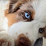 dog, close_up, blue_eyes, fluffy, resting, nose, paw, fur, cute, pet, animal, sleepy, cozy, bed, soft, portrait, indoor, relaxed, face, canine