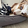 dog, blue_eyes, pet_bed, stuffed_toy, zebra_toy, floor, wooden_floor, brown_and_white, fur, close_up, indoor, curious, lying_down, plush, animal_toy, soft_lighting, cozy, companion, pet, cute