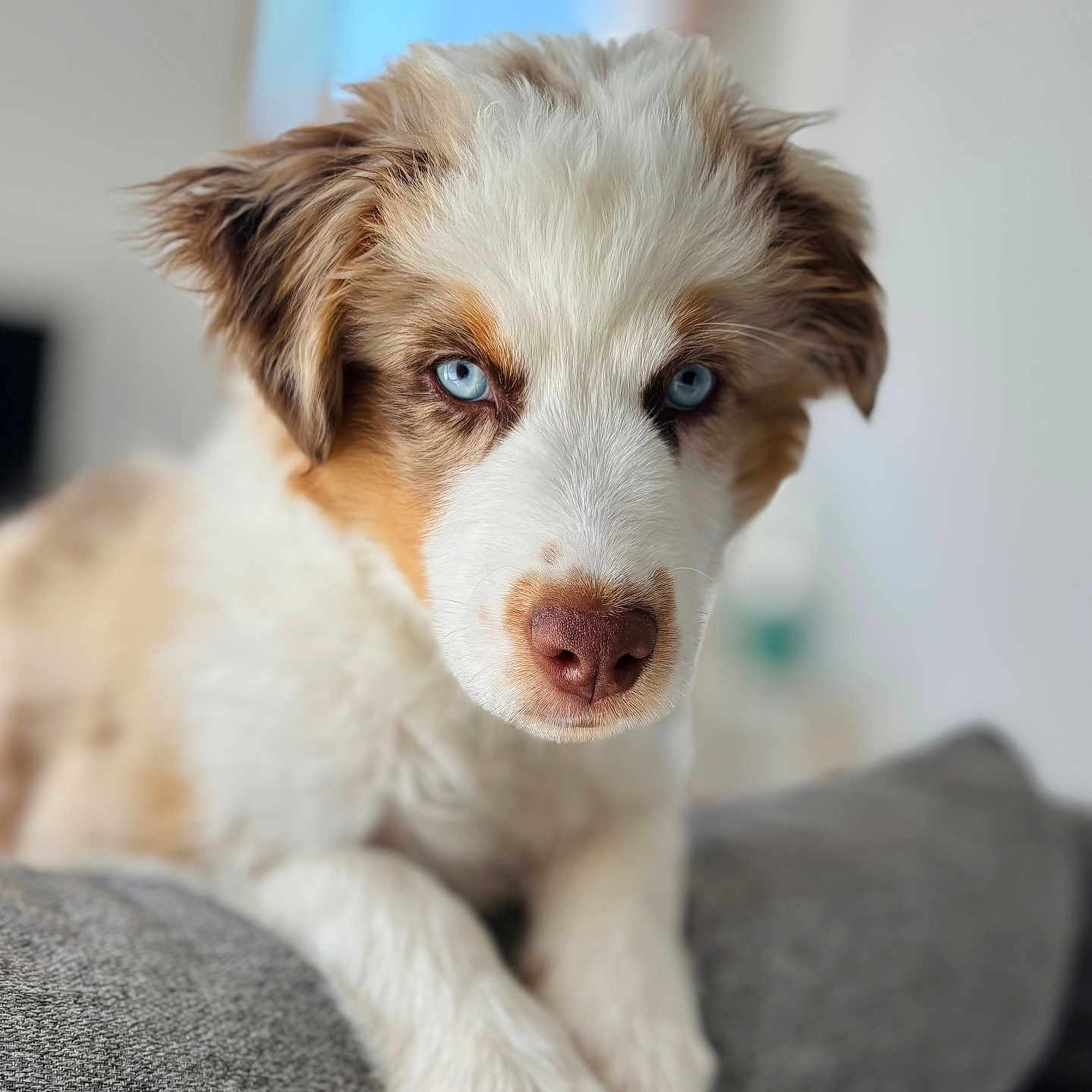 Divo participe au concours pour gagner de l'argent avec cette photo : animal, background_blur, blue_eyes, close_up, cushion, cute, dog, fluffy, focused, fur, indoor, nose, paw, pet, portrait, puppy, relaxing, resting, soft_light, young_dog