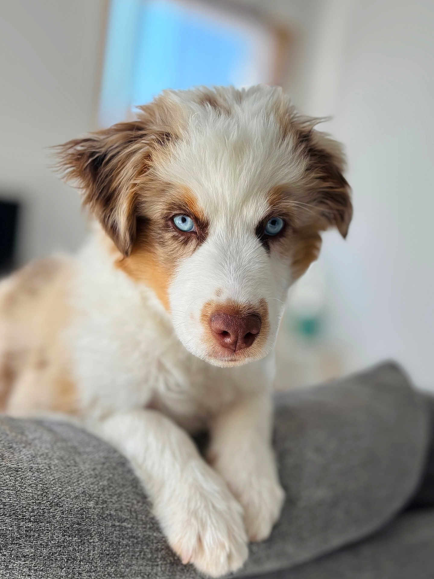 Divo participe au concours pour gagner de l'argent avec cette photo : puppy, dog, blue_eyes, close_up, fur, resting, cushion, indoor, pet, animal, cute, portrait, fluffy, nose, paw, young_dog, focused, soft_light, relaxing, background_blur