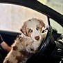Divo participe au concours pour gagner de l'argent avec cette photo : puppy, dog, blue_eyes, car, steering_wheel, inside, pet, animal, fur, cute, young, domestic_animal, portrait, seat, hand, person, leash, focus, closeup, indoor