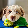 Divo a rejoint le concours — aidez-le/la à gagner de superbes lots ! puppy, dog, blue_eyes, plush_toy, turtle_toy, soft_toy, pet, cute, animal, indoor, resting, lying_down, close_up, fur, nose, playful, young_dog, adorable, toy, background_blur