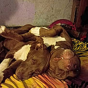 Copper And Baretta is registered to the contest to win money with this photo: dogs, dog, sleeping, resting, brown_and_white, pit_bull_type, pets, canine, animal, cozy, blanket, striped_blanket, indoors, bedroom, cuddling, lying_down, closed_eyes, relaxed, funny_pose, warm_lighting