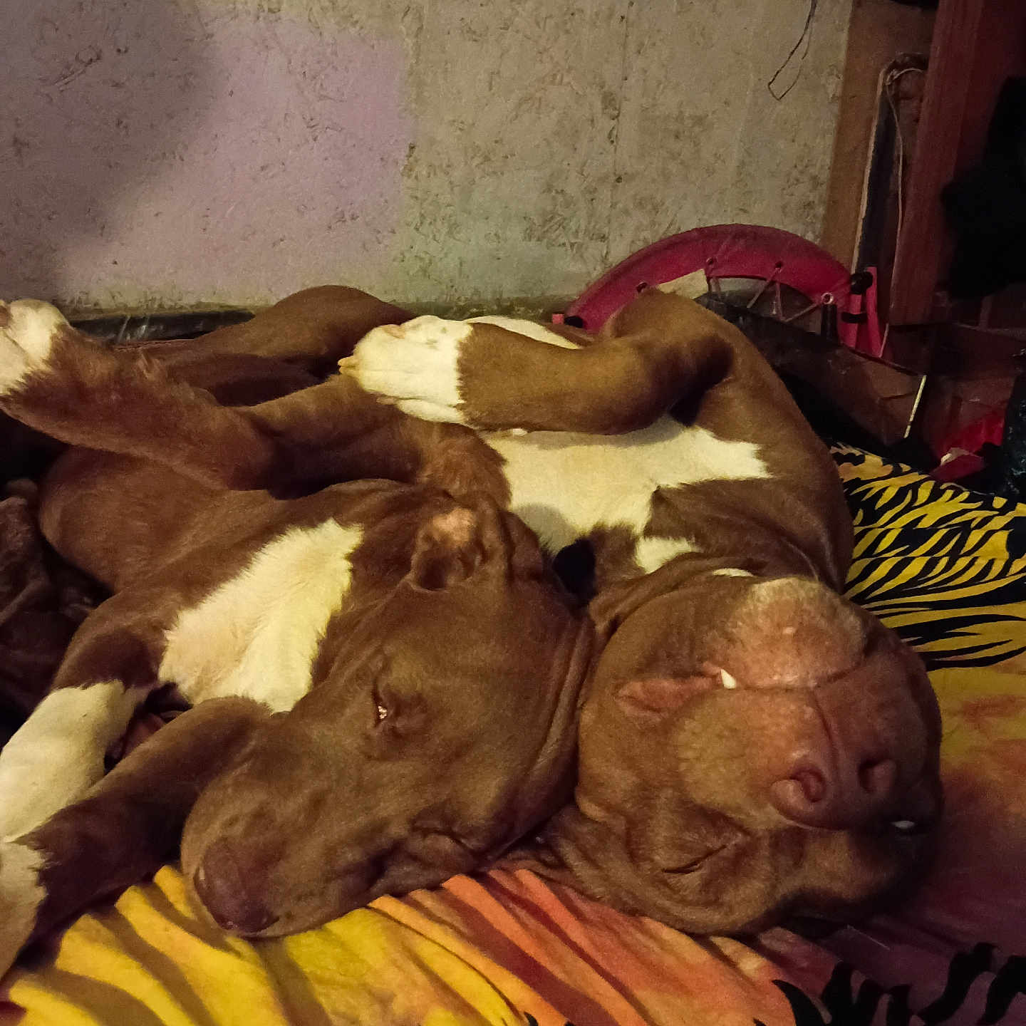 Copper And Baretta