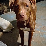 Barretta is registered to the contest to win money with this photo: dog, brown_dog, white_markings, standing, outdoor, night, concrete_floor, pet, canine, animal, looking_at_camera, ears, paws, face, fur, companion, domestic_animal, quiet, curious, portrait