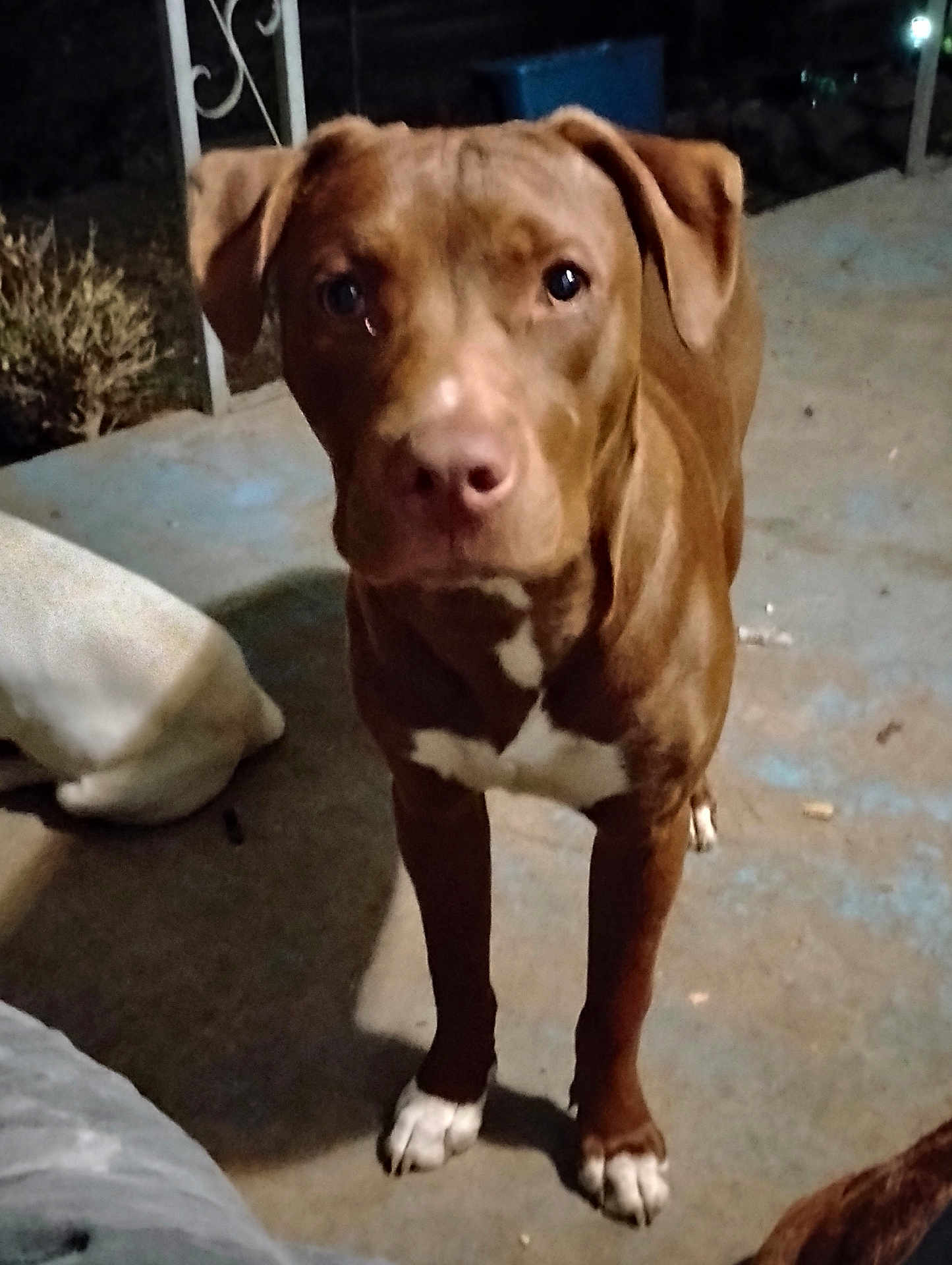 Barretta is registered to the contest to win money with this photo: dog, brown_dog, white_markings, standing, outdoor, night, concrete_floor, pet, canine, animal, looking_at_camera, ears, paws, face, fur, companion, domestic_animal, quiet, curious, portrait