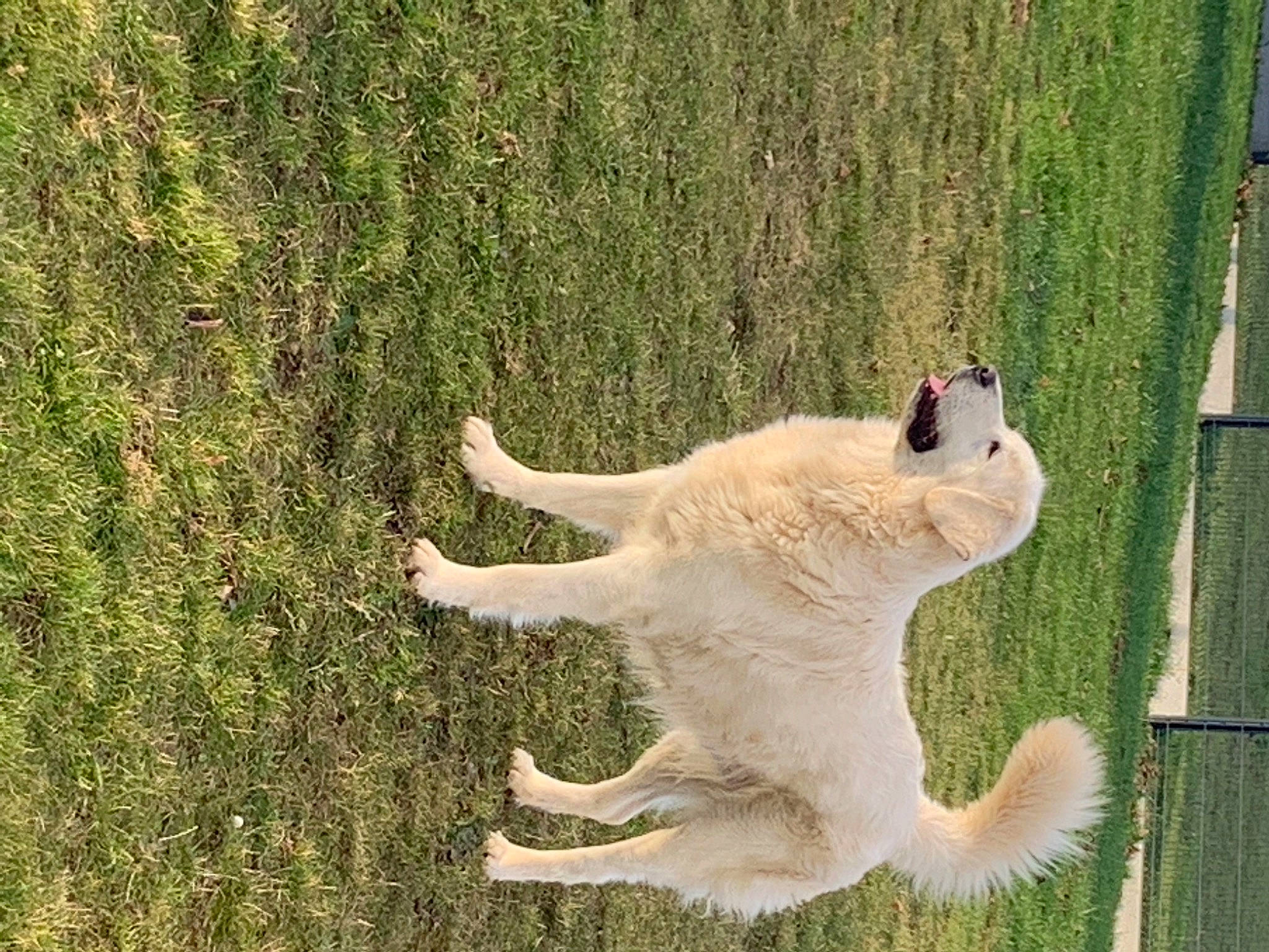 Nancy participe au concours pour gagner de l'argent avec cette photo : canidae, carnivore, claw, collar, companion_dog, dog, dog_breed, dog_supply, field, fur, grass, grass_family, groundcover, lawn, paw, pet_supply, sporting_group, stuffed_toy, tail, terrestrial_animal